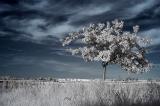 Tree in blue