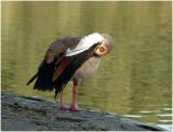 watching you (Egyptian Goose, Alopochen aegyptiacus)