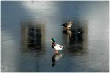 Ducks on ice