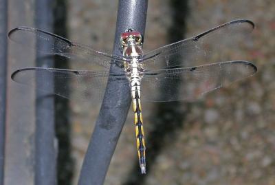 Dragonflies