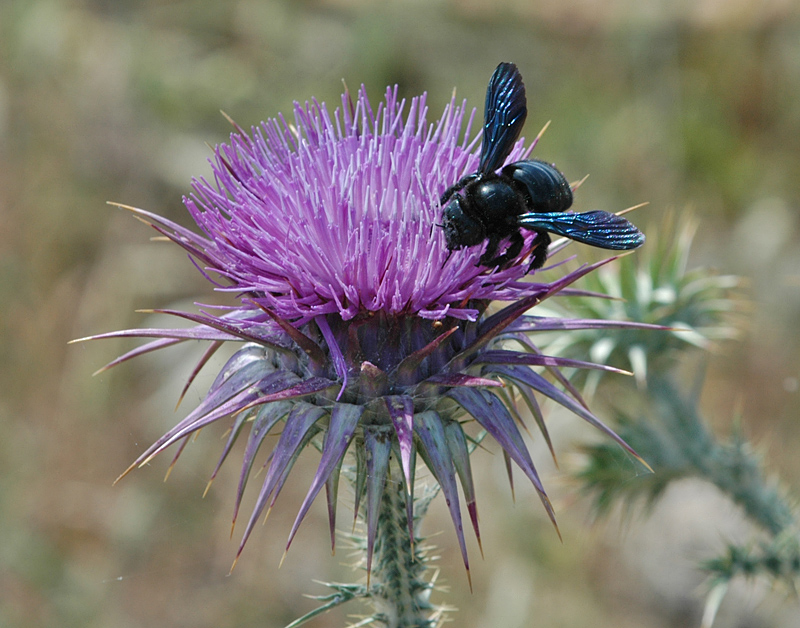 Flora and fauna (CYPRUS)