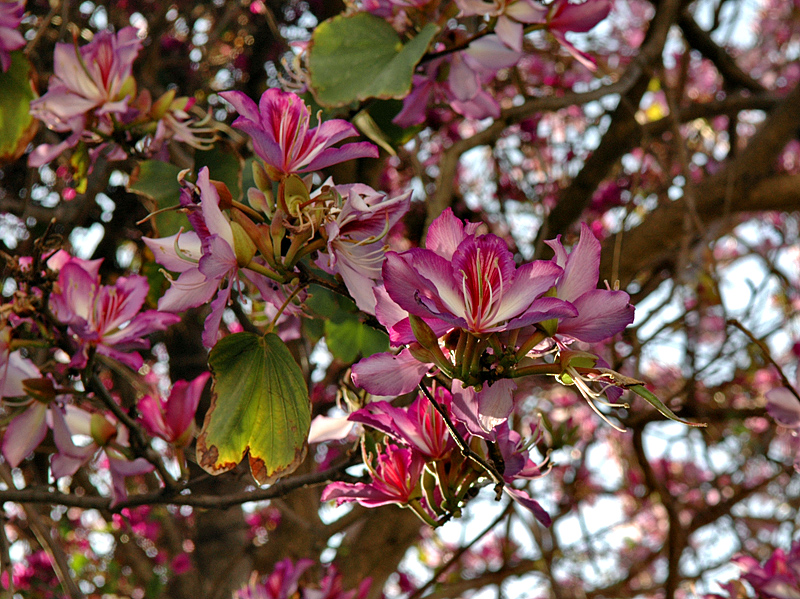 Girne flowers