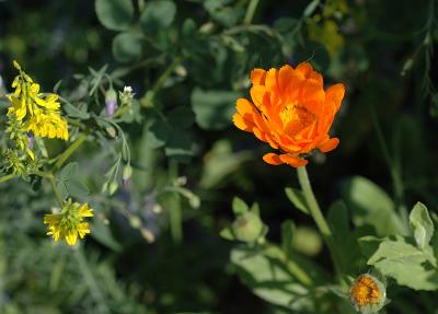 Orange flower