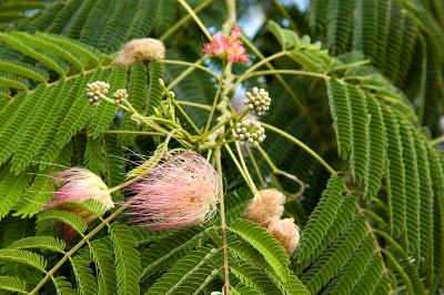 Blooms