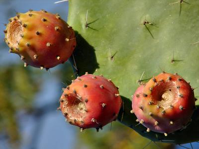 Kusadasi cactus