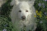 Tilki amongst the greenery