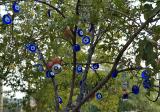 Foa, the evil eye tree