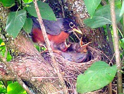 Robins' Development and Debutantes