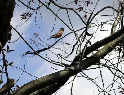 June 12th, Mom is perched on a limb above us. You may think she's looking away, but she's just trying to divert attention from our nest. Don't worry she's also watching us.