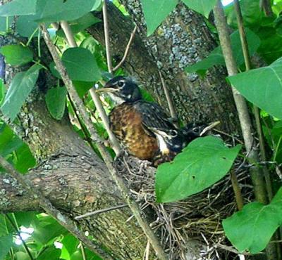 June 16th:  Two hours after Mom suggests we leave the nest, Rob stands up to check out escape routes.