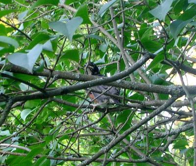 Rob whispers from an upper limb: The bad guys can't even see me. Am I worried? Sure am, but I'm out.