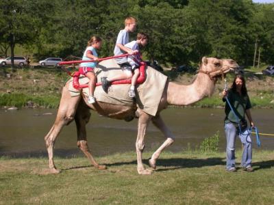 Camels rides were available, but I was afraid of falling off.