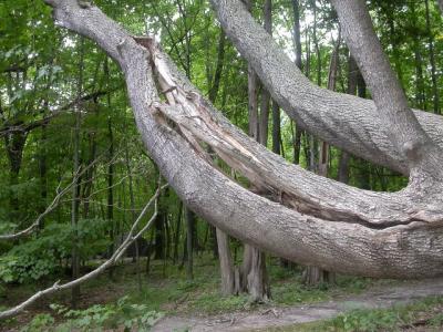 Split tree