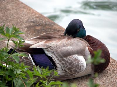 v3/39/1839/3/44303069.duck.jpg