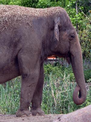 v3/39/1839/3/44303072.elephant1.jpg