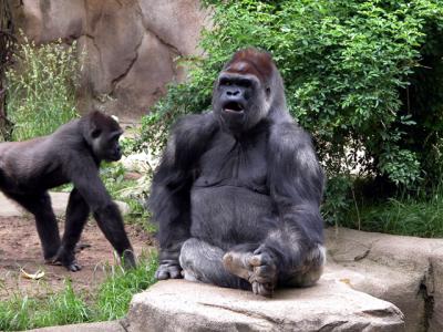 v3/39/1839/3/44303086.gorillas2.jpg
