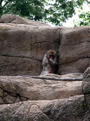 v3/39/1839/3/44303106.monkey2.jpg