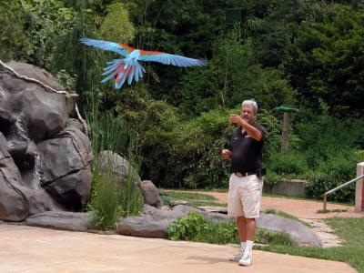 v3/39/1839/3/44303110.parrot1.jpg