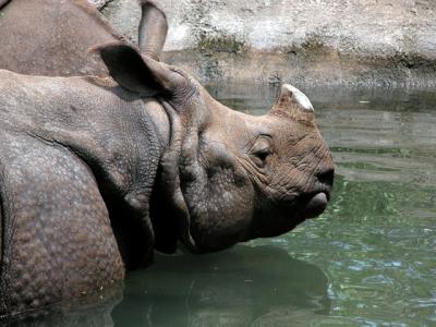 v3/39/1839/3/44303111.rhino1.jpg