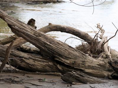 v3/39/1839/3/44883706.driftwood1.jpg