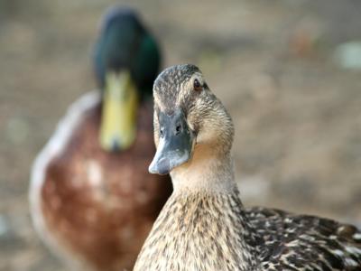 Ducks down by the river