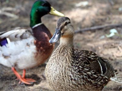 v3/39/1839/3/44883712.duckcouple3.jpg