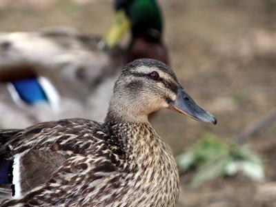 v3/39/1839/3/44883714.duckcouple4.jpg