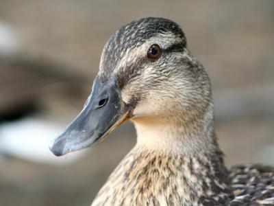 v3/39/1839/3/44883716.duckpose.jpg