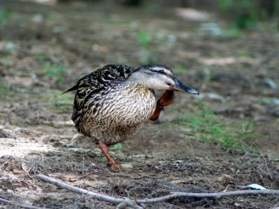 v3/39/1839/3/44883718.duckscratch.jpg