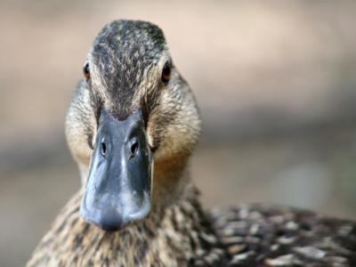 v3/39/1839/3/44883719.duckstare.jpg