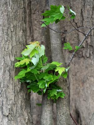 v3/39/1839/3/44883726.leaves.jpg