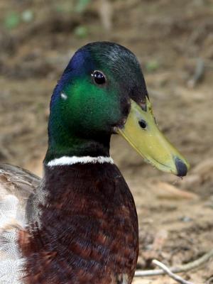 v3/39/1839/3/44883731.mallard.jpg