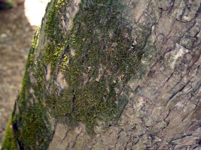 v3/39/1839/3/44883732.moss.jpg