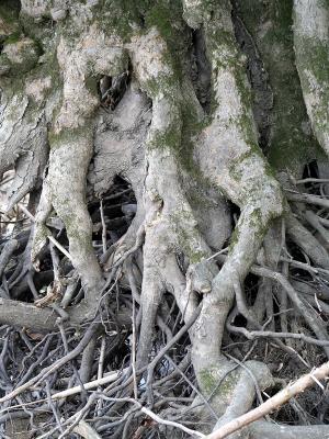 v3/39/1839/3/44883737.roots1.jpg