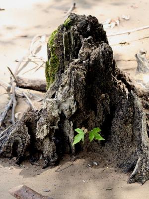 v3/39/1839/3/44883739.stump.jpg