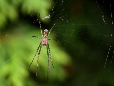 v3/39/1839/3/44976595.gardenvarietyspider2.jpg