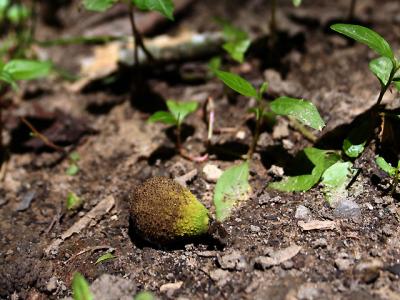 v3/39/1839/3/45201038.acorn.jpg