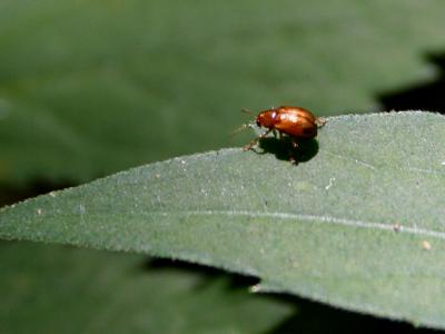 v3/39/1839/3/45201049.littlebug1.jpg