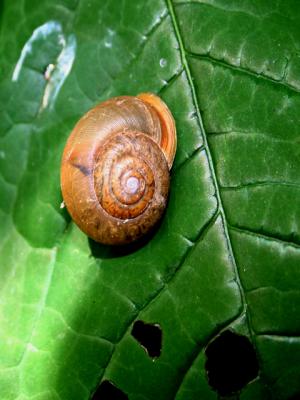 v3/39/1839/3/45201054.snail.jpg