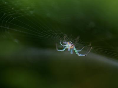v3/39/1839/3/45235361.orchardspider.jpg