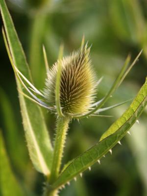 v3/39/1839/3/45493471.flower1.jpg