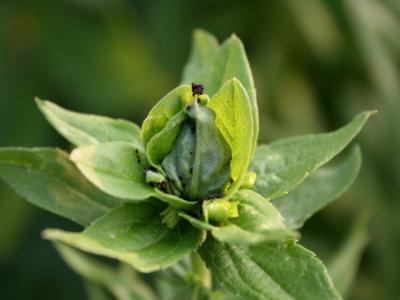 v3/39/1839/3/45493528.unknownplant1.jpg