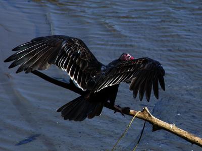 Turkey Vulture