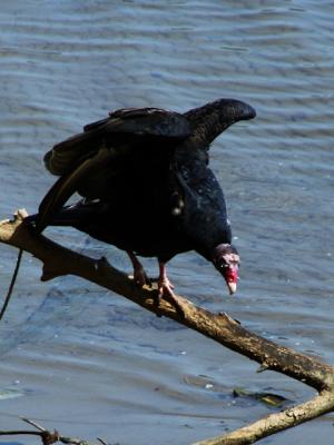 v3/39/1839/3/48898930.turkeyvulture13.jpg