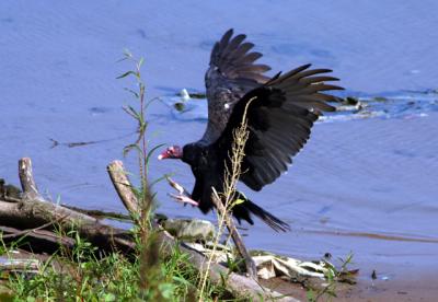 v3/39/1839/3/48898935.turkeyvulture2.jpg