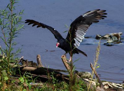 v3/39/1839/3/48898936.turkeyvulture3.jpg