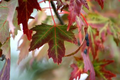 v3/39/1839/3/49438617.firstfallcolor2.jpg