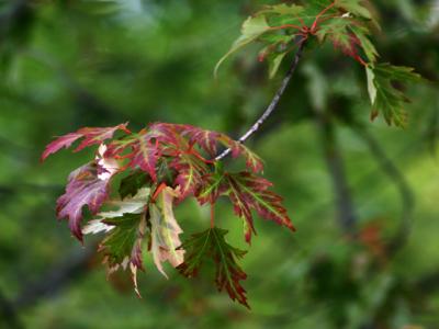 v3/39/1839/3/49438618.firstfallcolor4.jpg