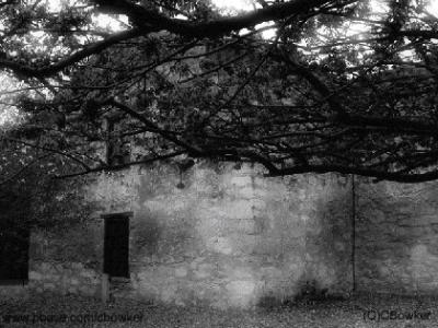 Back of Alamo
