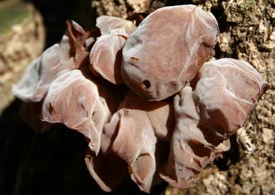 v3/39/1839/3/49636106.treemushroomsatriver.jpg